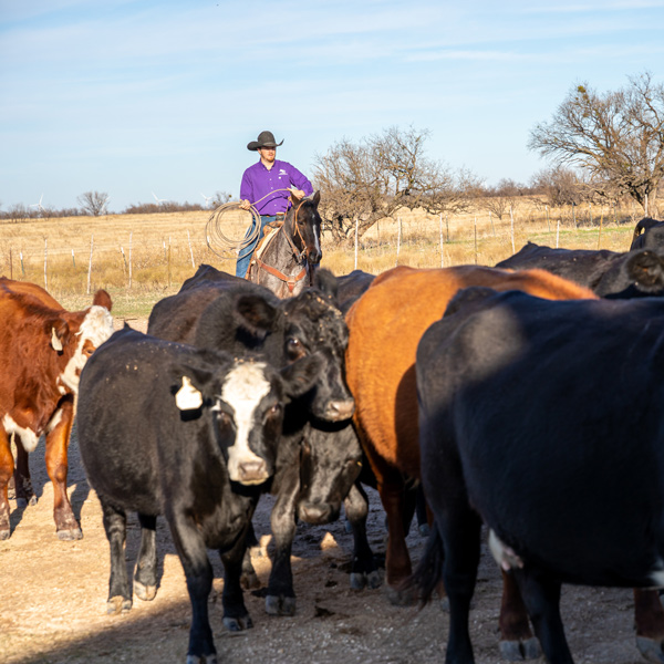 ACU farm manager herding cattle