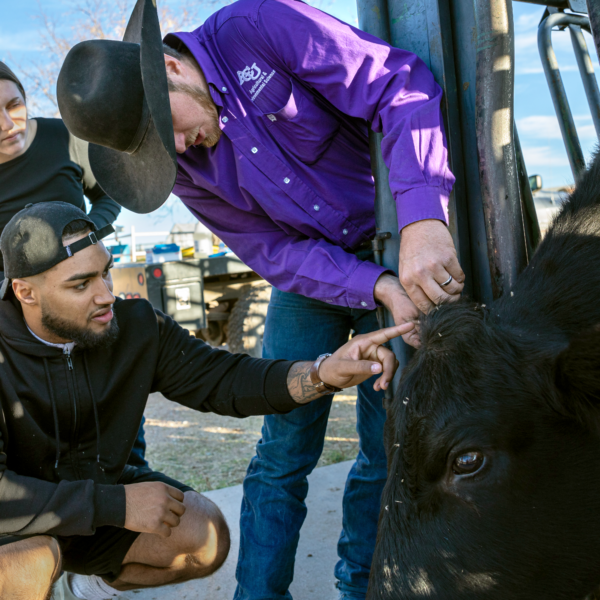 two agricultural and environmental sciences students checking on a cow with a professor