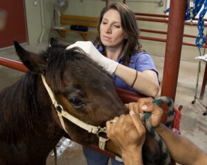 Woman examines a horse's ear - Animal Science