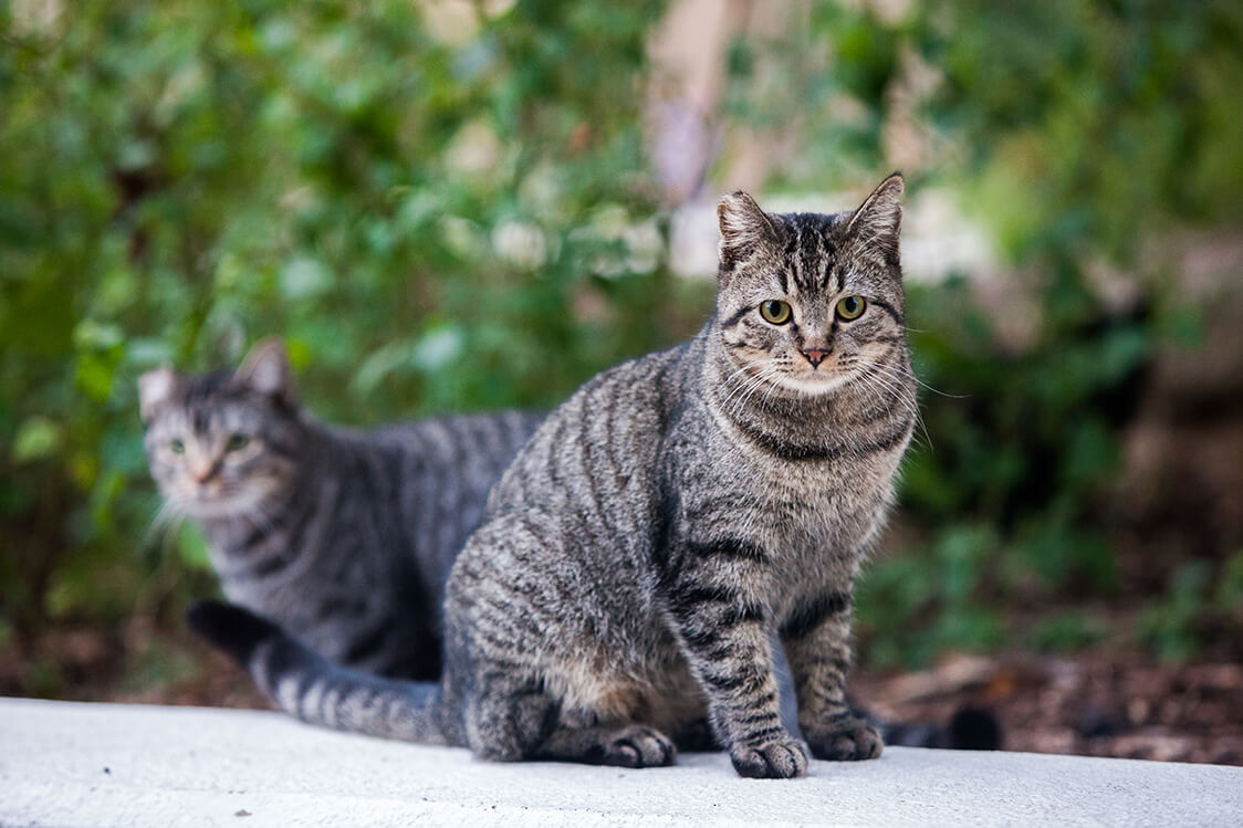 Two feral cats pose for a photo near ACU's library.
