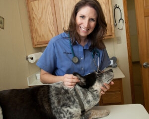 Jennifer Grimes gives a health exam to a dog -agribusiness program