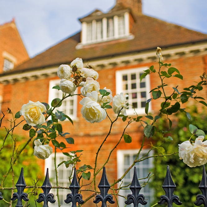 Picture of white roses with a house behind it
