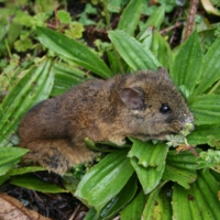 Thomasomys-Burneoi-rat-species
