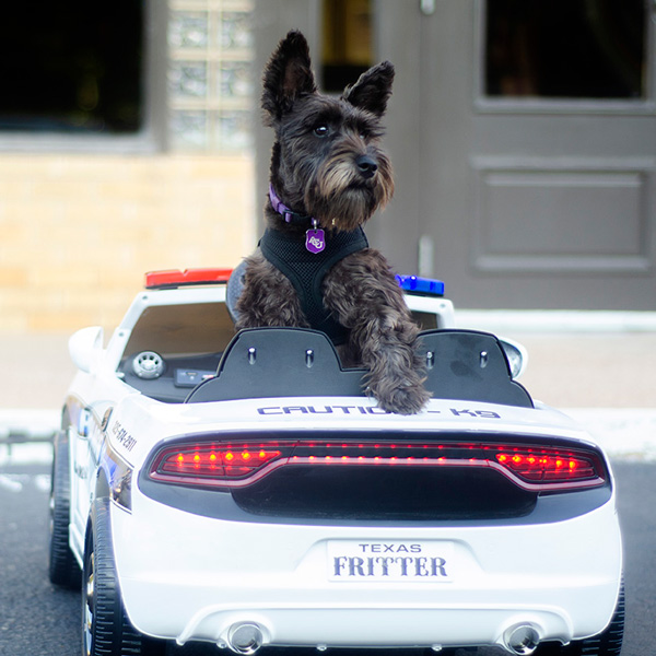 Fritter the K9 in his miniature patrol car
