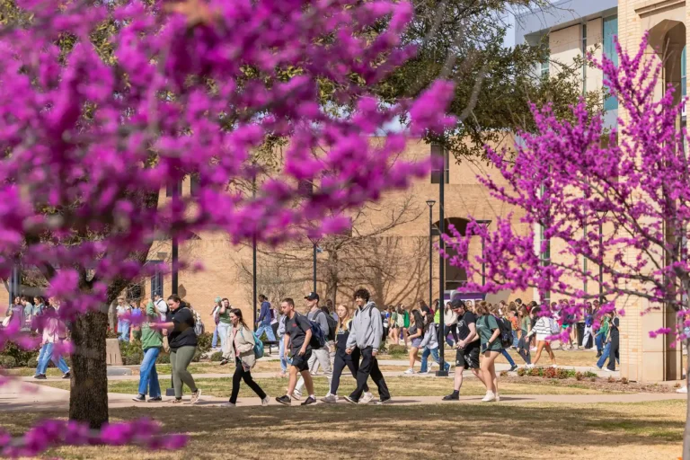 Students walk across campus amid trees with purple blooms.